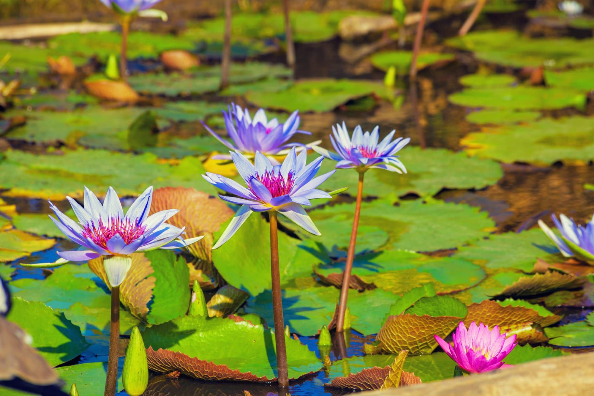 Blue Lily Flowers in a pond